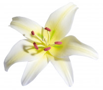 Tragant-Blumenbouquet Lilie, 12cm, 12 Stück