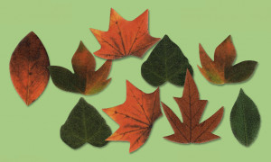 Waffel-Blätter, 11-fach sortiert
