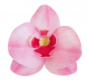 Waffel-Orchidee, rosa, 80mm, 10 Stück