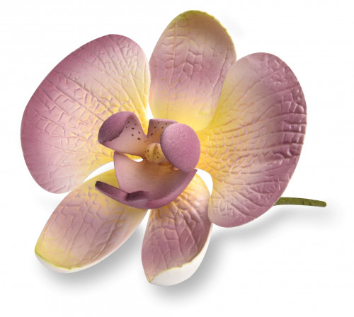 Tragant-Orchidee, sortiert, nicht essbar, 11cm, 12 Stück