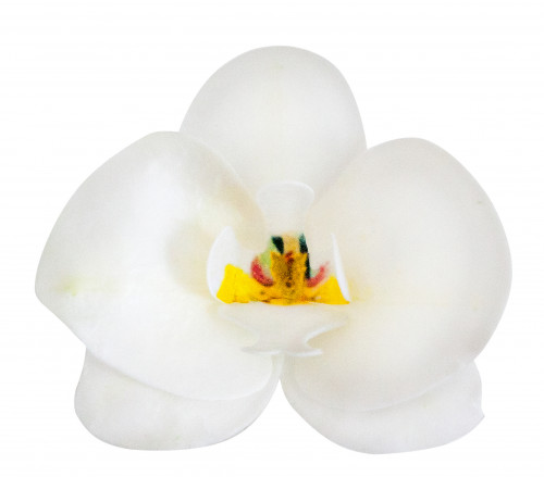 Waffel-Orchidee, weiss, 80mm, 10 Stück