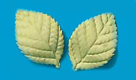 Tragant-Blätter, klein
